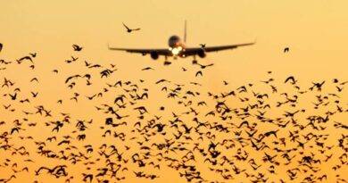 Bird migration and aviation