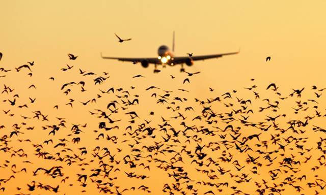 Bird migration and aviation