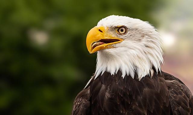 Drone Hunting Eagles Featured