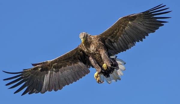 Drone-Hunting Eagles