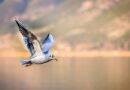 how to overcome fear of flying featured