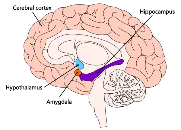 Parts of Brain, amygdala, hippocampus